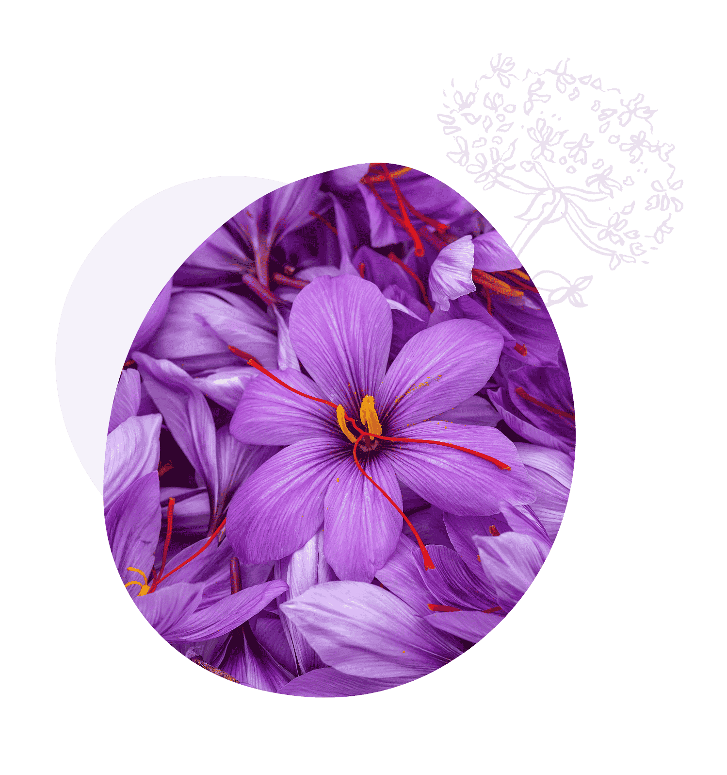 Safran-Blüte