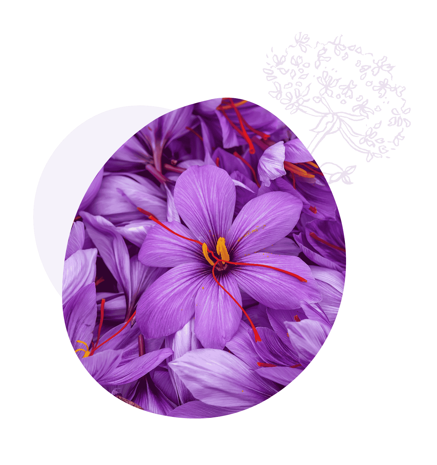 Saffron flower