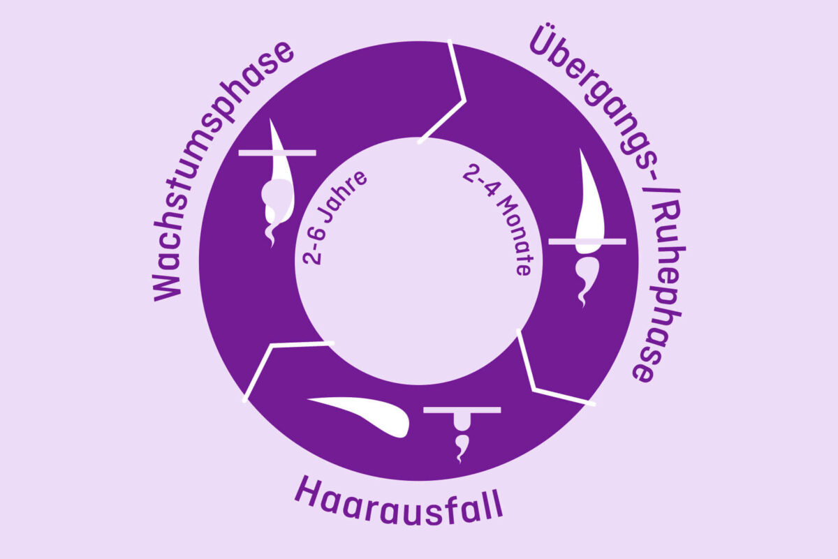 Haarwachstum - Phasen