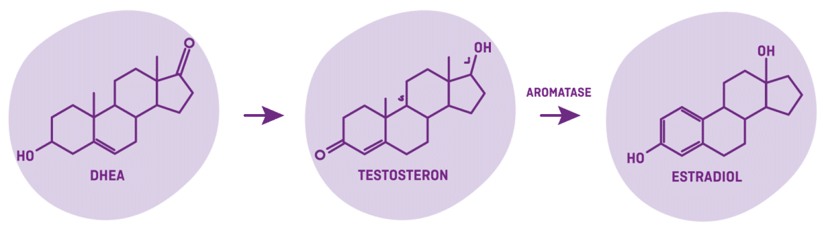 Schema: Dehydroepiandrosteron, Testosteron, Estradiol